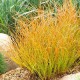 Carex 'Prairie Fire'