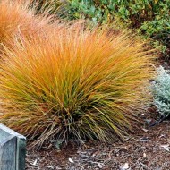 Carex 'Prairie Fire'