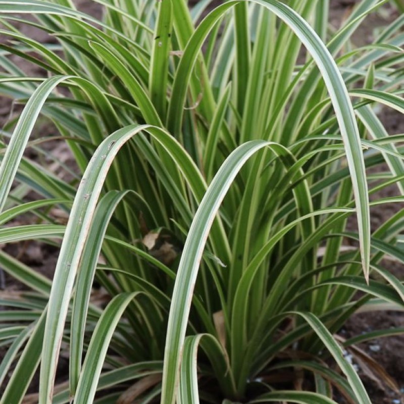 Carex morrowii 'Ice Dance' - Tarka sás