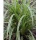 Carex morrowii 'Ice Dance' - Tarka sás