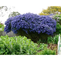 Ceanothus 'Concha' -  Kaliforniai orgona