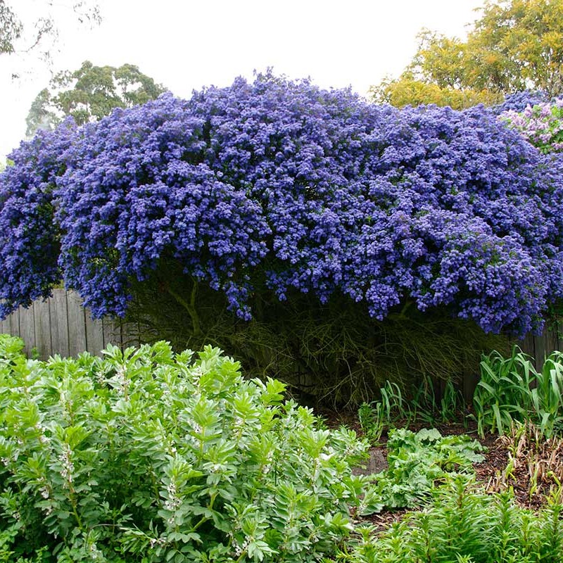 Ceanothus 'Concha' -  Kaliforniai orgona