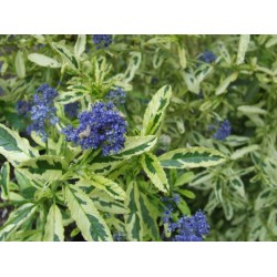 Ceanothus 'Lemon and Lime' – Trakalevelű Kaliforniai Orgona