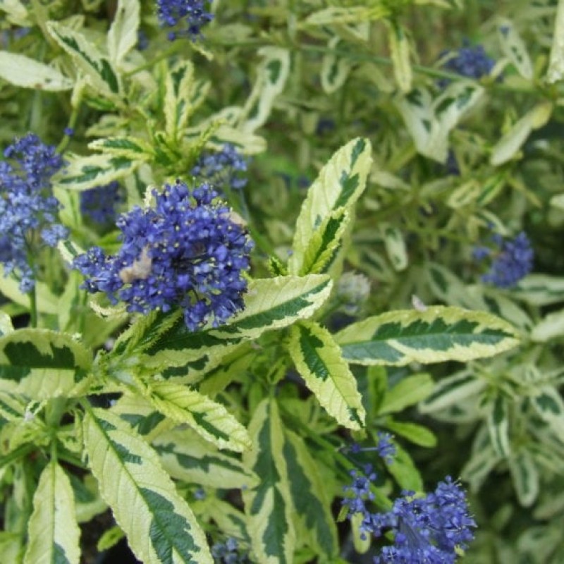 Ceanothus 'Lemon and Lime' – Trakalevelű Kaliforniai Orgona