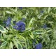 Ceanothus 'Lemon and Lime' – Trakalevelű Kaliforniai Orgona
