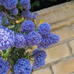 Ceanothus 'Concha' -  Kaliforniai orgona