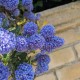 Ceanothus 'Concha' -  Kaliforniai orgona