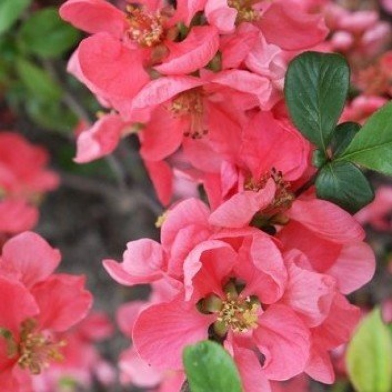Chaenomeles speciosa - Rózsaszín Japán Birs