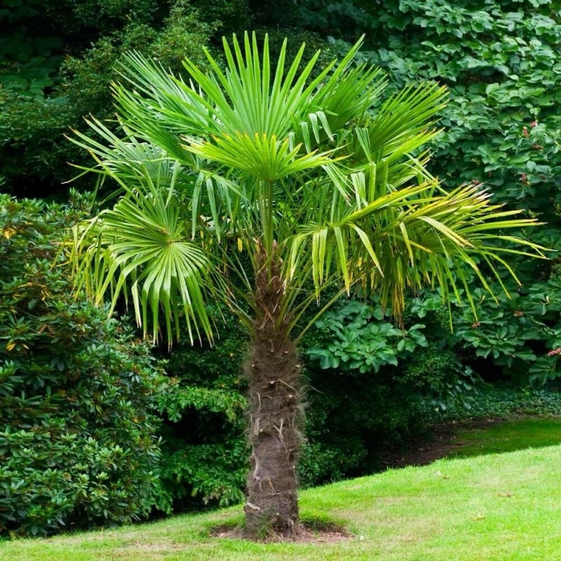 Chamaerops excelsa - Kínai legyezőpálma C3