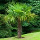 Chamaerops excelsa - Kínai legyezőpálma C3