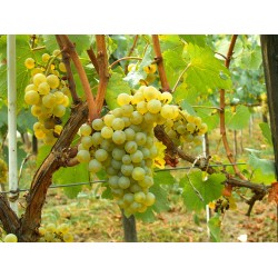 Chardonnay Borszőlő