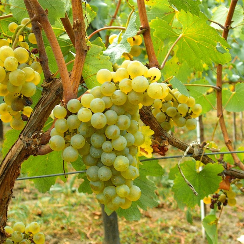 Chardonnay Borszőlő