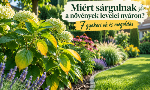 Miért sárgulnak a növények levelei nyáron? 7 gyakori ok és megoldás