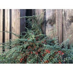Cotoneaster horizontalis - Talajtakaró madárbirs