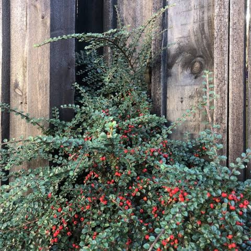 Cotoneaster horizontalis - Talajtakaró madárbirs