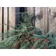 Cotoneaster horizontalis - Talajtakaró madárbirs