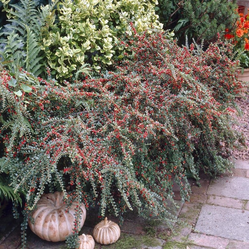 Cotoneaster horizontalis - Talajtakaró madárbirs