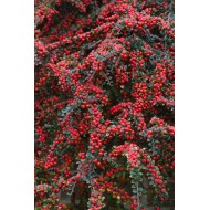 Cotoneaster horizontalis - Talajtakaró madárbirs
