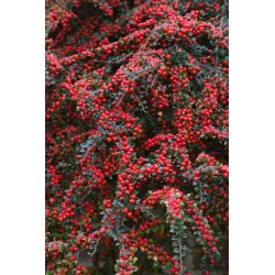 Cotoneaster horizontalis - Talajtakaró madárbirs