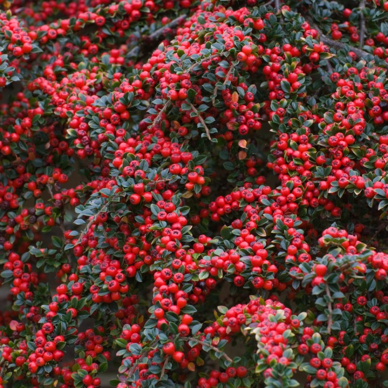 Cotoneaster horizontalis - Talajtakaró madárbirs