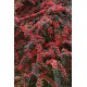 Cotoneaster horizontalis - Talajtakaró madárbirs