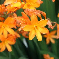 Crocosmia ‘Nova Gold Dragon’ - Sárkányfű