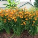 Crocosmia ‘Nova Gold Dragon’ - Sárkányfű