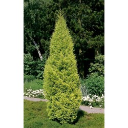 Cupressus macrocarpa ‘Goldcrest’ - Arany ciprus