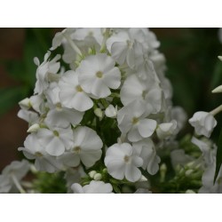 Phlox paniculata ‘David’ – Fehér lángvirág