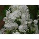 Phlox paniculata ‘David’ – Fehér lángvirág