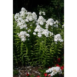 Phlox paniculata ‘David’ – Fehér lángvirág
