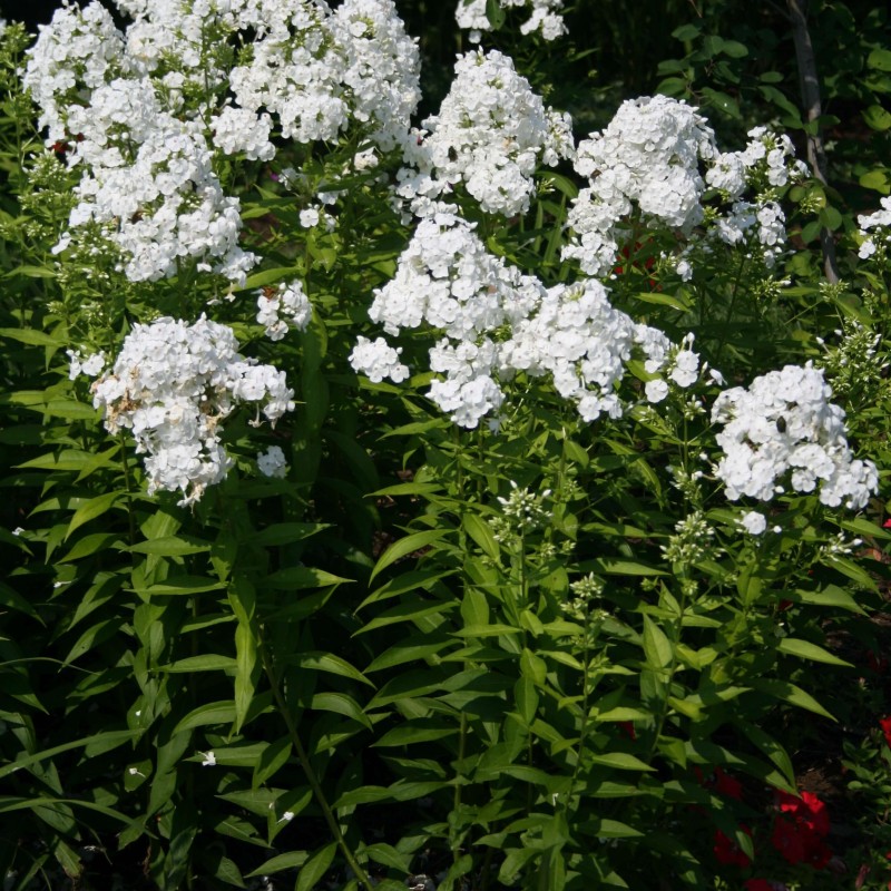Phlox paniculata ‘David’ – Fehér lángvirág