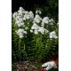 Phlox paniculata ‘David’ – Fehér lángvirág