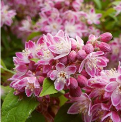 Deutzia x hybrida 'Strawberry Fields' - Gyöngyvirágcserje