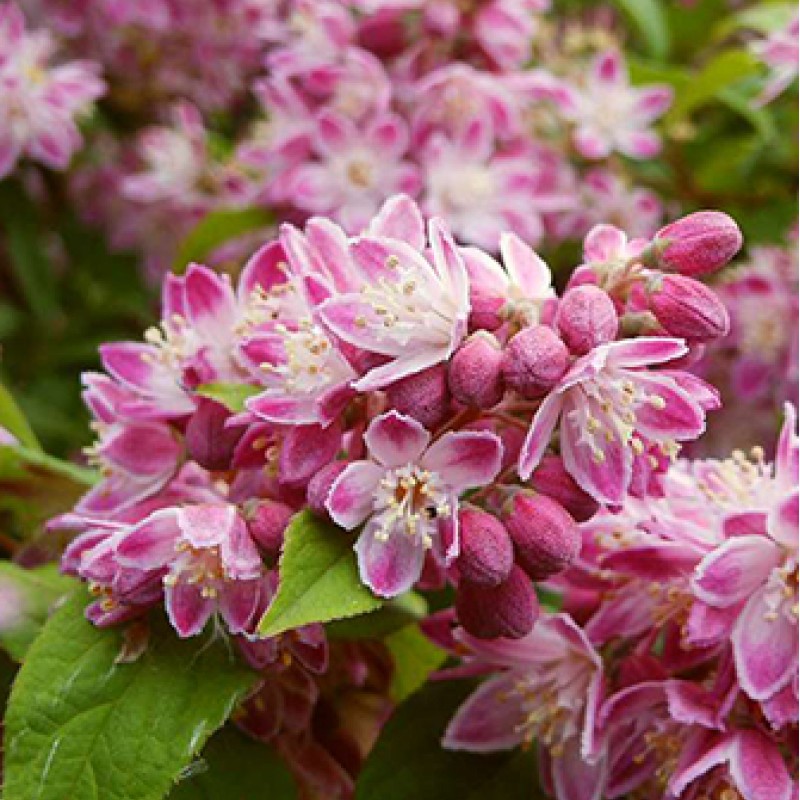 Deutzia x hybrida 'Strawberry Fields' - Gyöngyvirágcserje