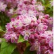 Deutzia x hybrida 'Strawberry Fields' - Gyöngyvirágcserje