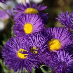 Erigeron Dominator  - Küllőrojt