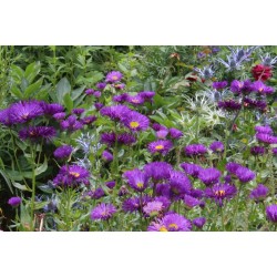 Erigeron Dominator  - Küllőrojt