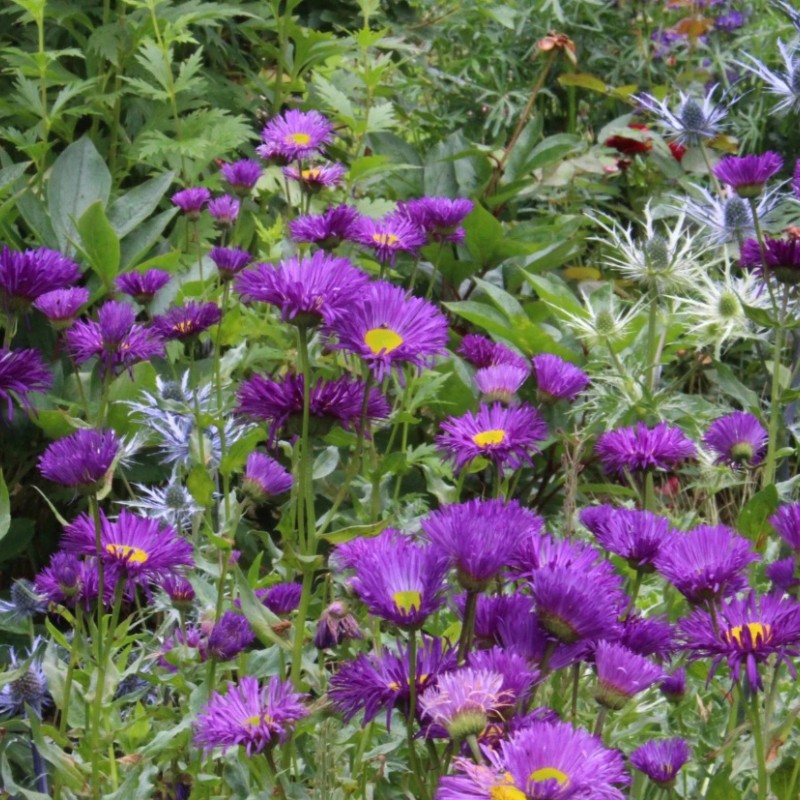 Erigeron Dominator  - Küllőrojt