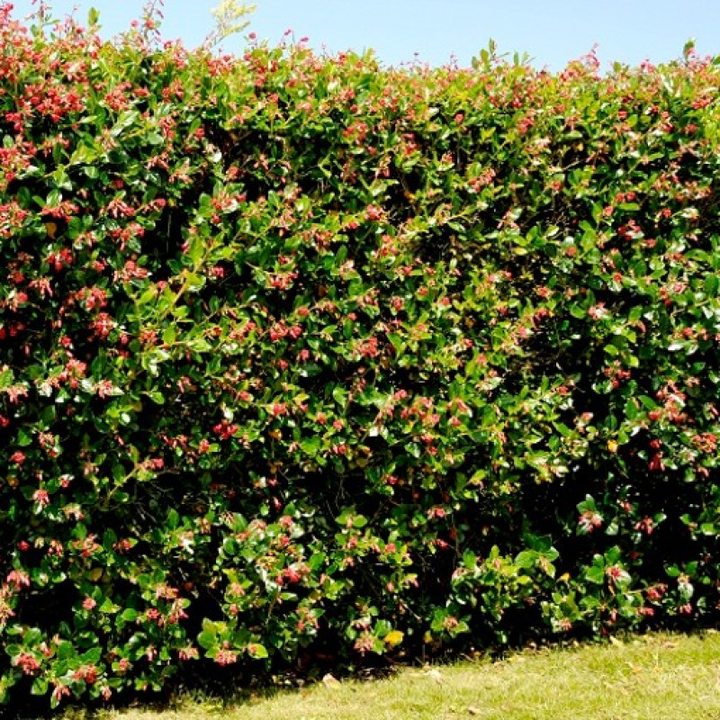 Escallonia ‘Donard Radiance’ – Kőtörőcserje
