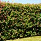 Escallonia ‘Donard Radiance’ – Kőtörőcserje