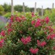 Escallonia ‘Donard Radiance’ – Kőtörőcserje