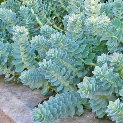 Euphorbia myrsinites – mirtuszlevelű kutyatej