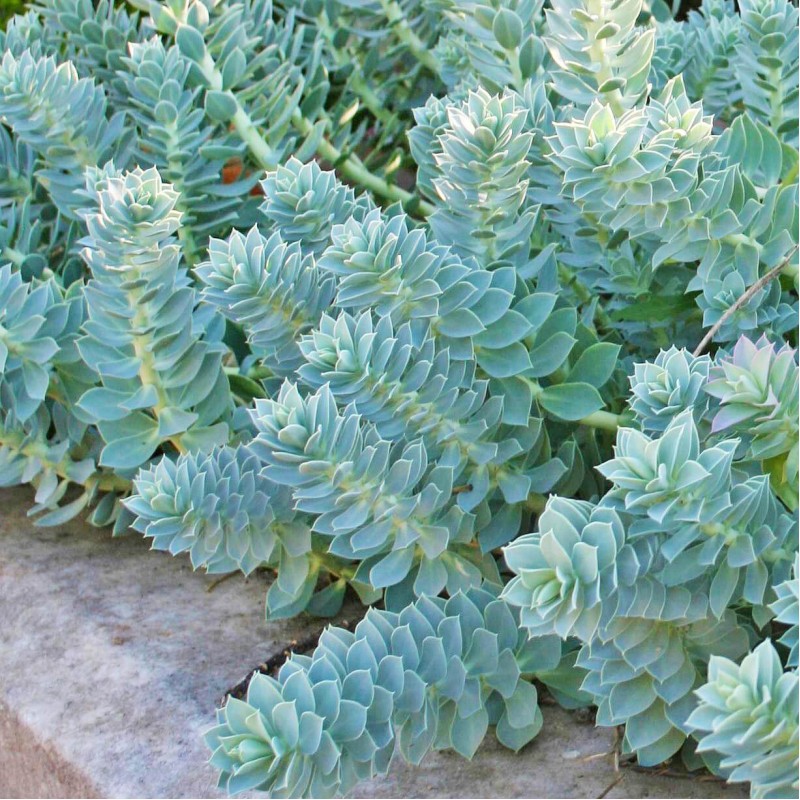 Euphorbia myrsinites – mirtuszlevelű kutyatej