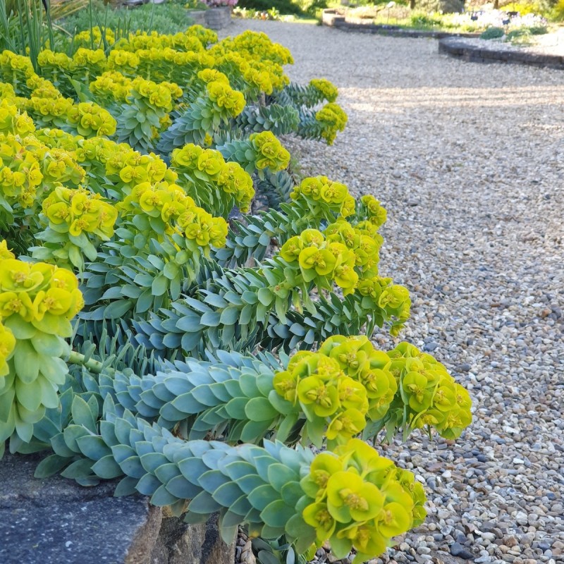 Euphorbia myrsinites – mirtuszlevelű kutyatej