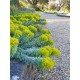Euphorbia myrsinites – mirtuszlevelű kutyatej
