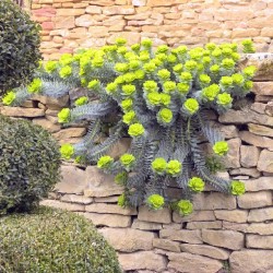 Euphorbia myrsinites – mirtuszlevelű kutyatej