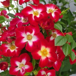 Rosa 'Everglow Ruby' Floribunda