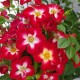 Rosa 'Everglow Ruby' Floribunda