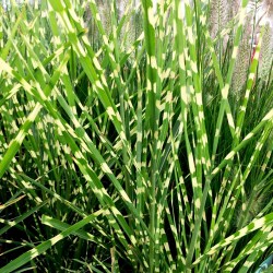 Miscanthus sinensis 'Strictus' - Zebra fű